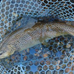 平日釣行で好釣果 ～フィシングパーク高島の泉～